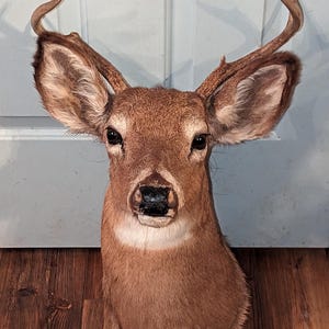May include: A taxidermied deer head with brown fur, large ears, and small antlers. The deer's eyes are dark, and its nose is black. The head is mounted on a wooden surface, with a white door in the background.