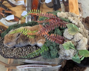 Conejo liofilizado disecado de origen ético en su hábitat natural.