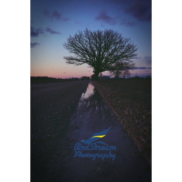 Dreamtree - Surreal Tree Serene Silhouette Fine Art Photography Digital Download