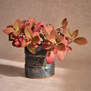 Peut inclure: Une plante fittonia aux feuilles nervurées de rouge et de vert, placée dans un pot en céramique cylindrique aux tons métalliques sombres. Le pot présente une finition lisse et réfléchissante avec une couture visible et un petit détail circulaire.