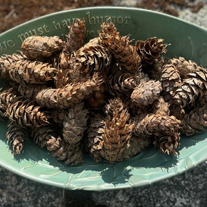 Bulk no-spray wild-harvested Douglas Fir Pine Cones: Natural Home Decor, Crafts
