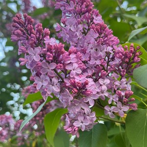 K&ouml;nnte beinhalten: Nahaufnahme eines Fliederbusches mit Trauben aus lila und lavendelfarbenen Bl&uuml;ten. Die Bl&uuml;ten stehen in voller Bl&uuml;te und weisen einen Farbverlauf von tiefem Lila zu hellem Lavendel auf. Gr&uuml;ne Bl&auml;tter bilden den Hintergrund.