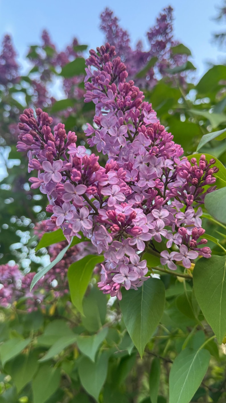 K&ouml;nnte beinhalten: Nahaufnahme eines Fliederbusches mit Trauben aus lila und lavendelfarbenen Bl&uuml;ten. Die Bl&uuml;ten stehen in voller Bl&uuml;te und weisen einen Farbverlauf von tiefem Lila zu hellem Lavendel auf. Gr&uuml;ne Bl&auml;tter bilden den Hintergrund.