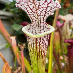 Sarracenia leucophylla “Live Oak Creek” Medium/Large Division!