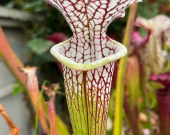 Sarracenia leucophylla “Live Oak Creek” Medium/Large Division!