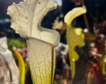 Sarracenia leucophylla “Hurricane Creek White” Clone A BEAUTIFUL WHITE PITCHERS