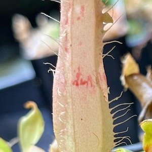 May include: Close-up of a pitcher plant, a carnivorous plant with a unique shape. The plant has a light beige body with red markings and a lid. The plant is surrounded by green leaves and other plant matter.