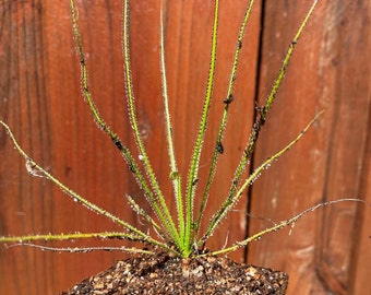 Drosophyllum Lusitanicum Dewy Pine RARE POTTED