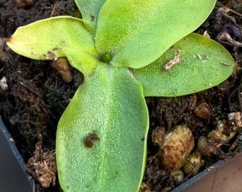 Pinguicula grandiflora Outdoor Temperate RARE