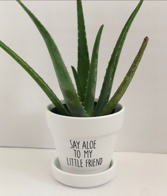 Say Aloe To My Little Friend Pot Cute Planter Funny Plant Etsy