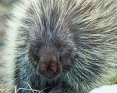 Porkcupine, nature print, nature photograph, animal print, animal photograph, American wildlife, native animals, cabin decor,