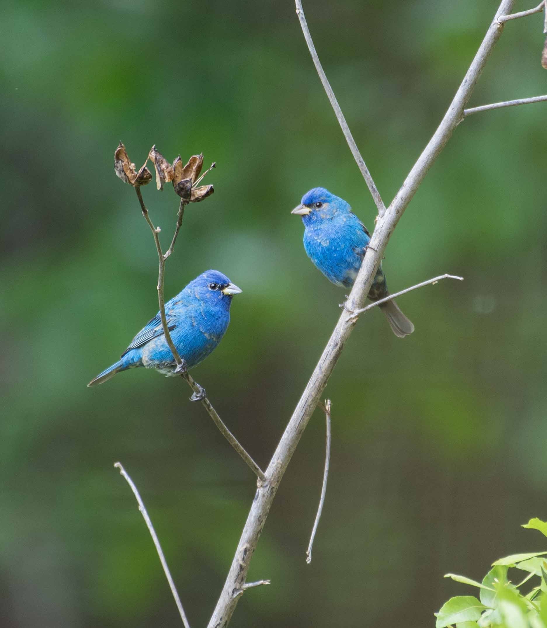 Indigo BuntingsOriginal Photograph