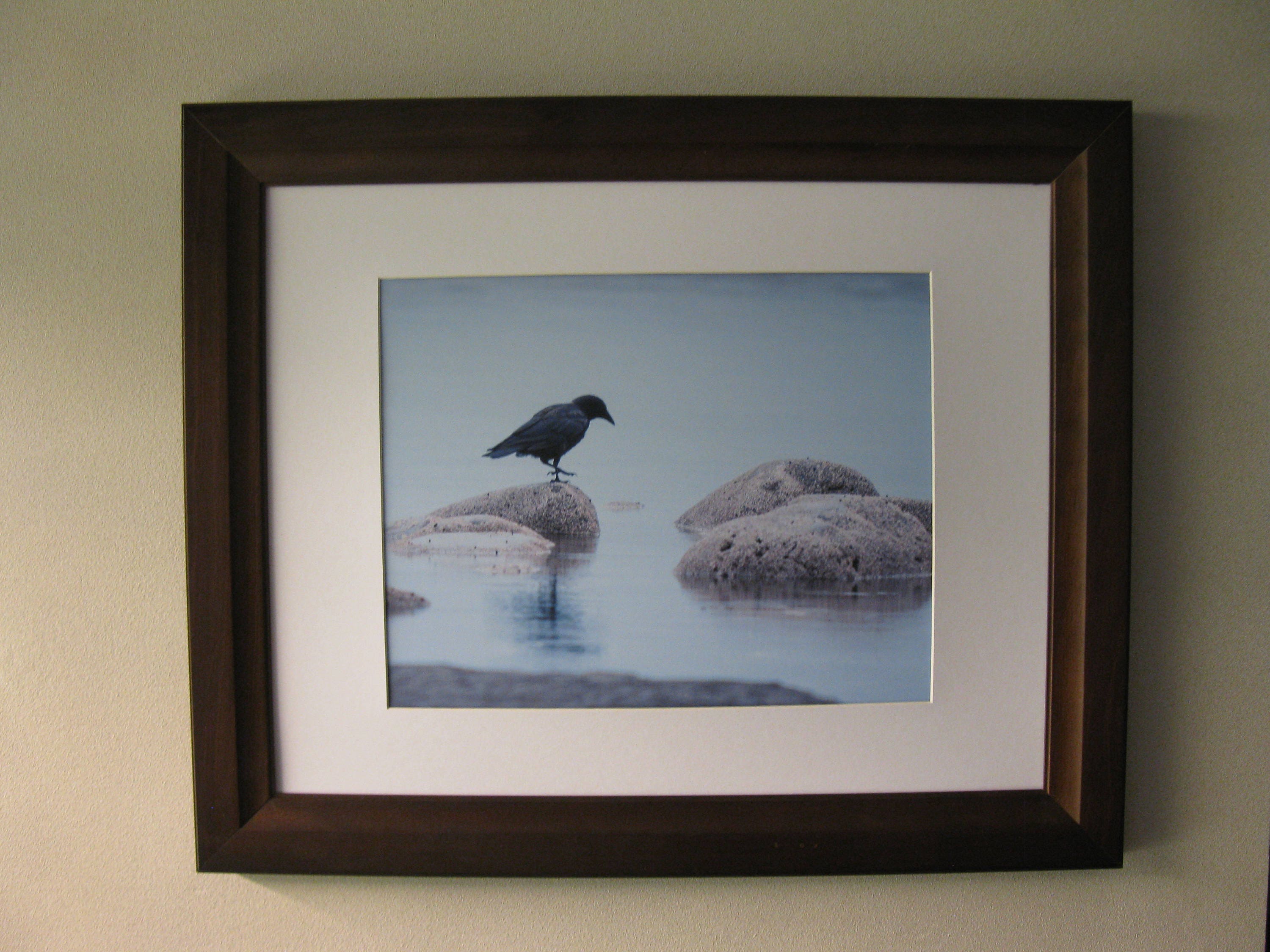 crow, fish crow, bird phototgraph, wildlife art print, bird art, wall