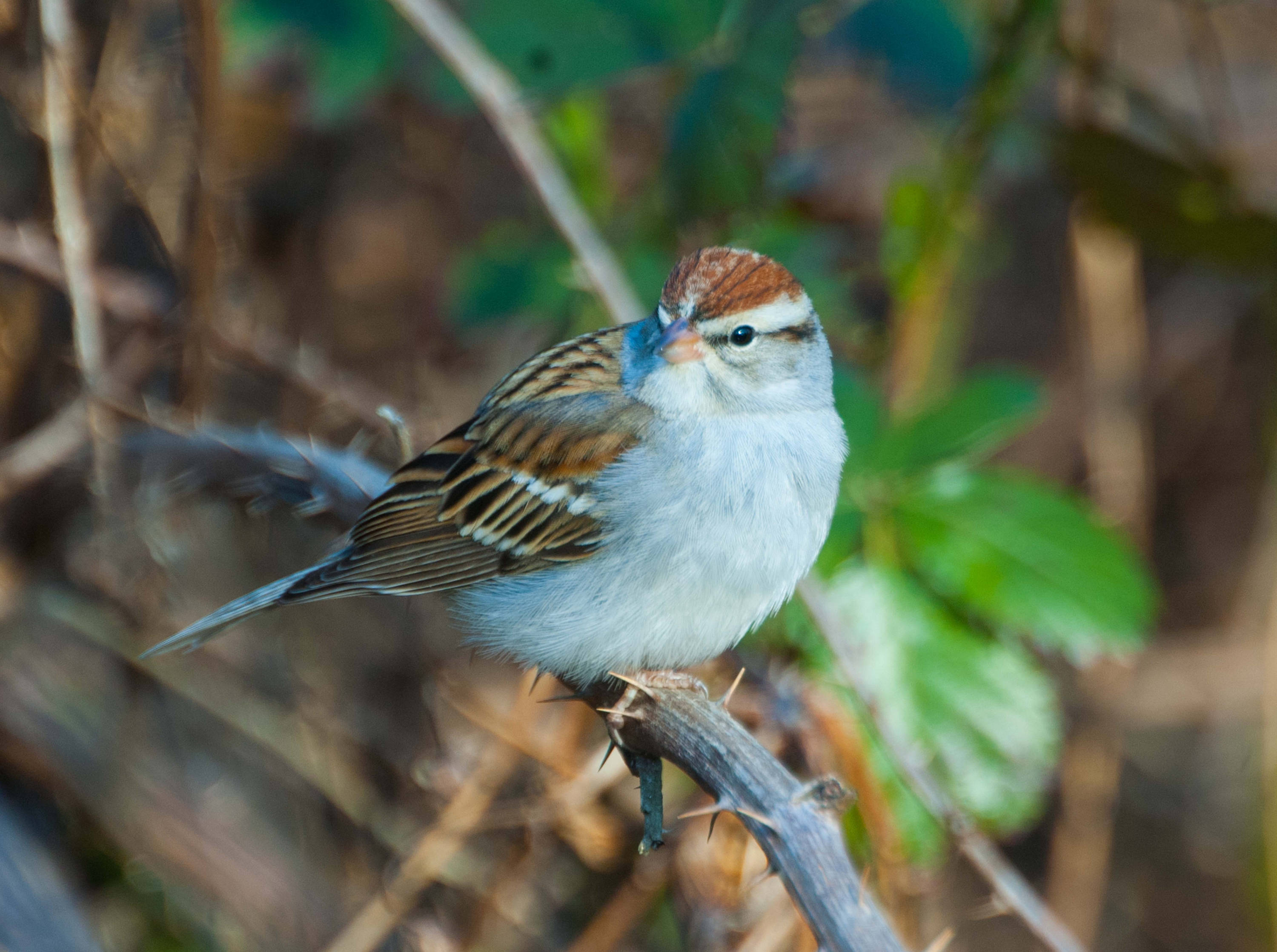 chipping sparrow chipping sparrow