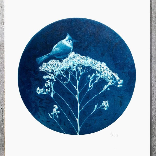 Nouveau, Geai bleu au repos, Cyanotype original rehaussé à l’aquarelle, Oeuvre unique, Oiseau bleu indigo et blanc, noces de papier,