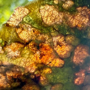 May include: Close-up of a textured surface with a mix of colors. The image features shades of green, brown, and orange, with a focus on the intricate patterns and textures. The lighting creates highlights and shadows, enhancing the details.