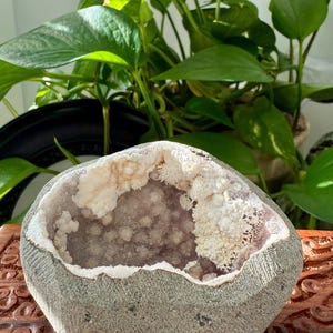 May include: A gray geode with a white and purple crystal interior. The geode is set on a carved wooden surface, with green leafy plants in the background. The geode's exterior has a rough, textured appearance.