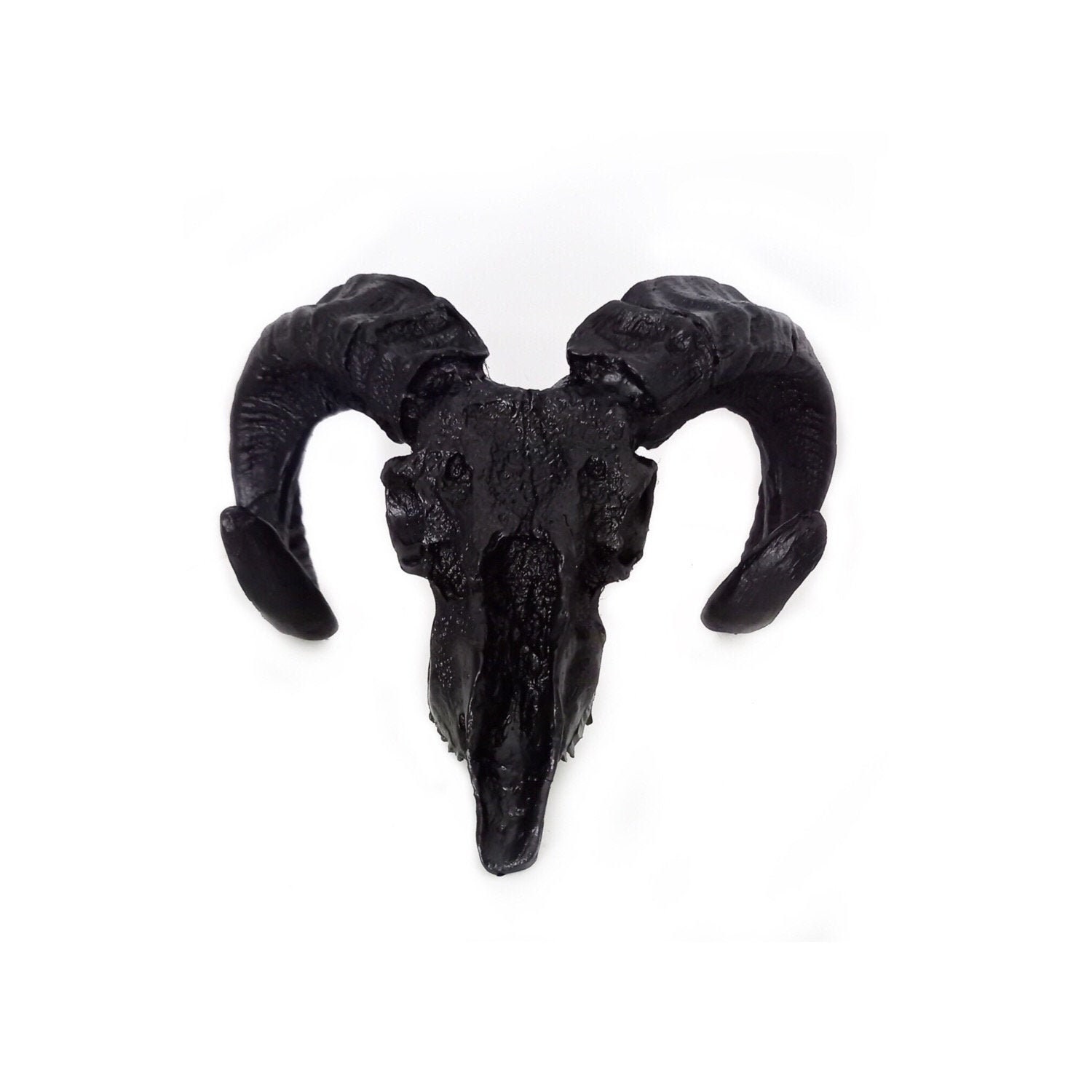 Tête de Bélier Mouflon Noir