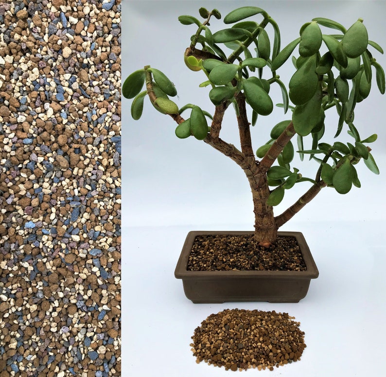 Premium Bonsai Tree Soil Lava Rock Pumice & Japanese Hard Etsy UK