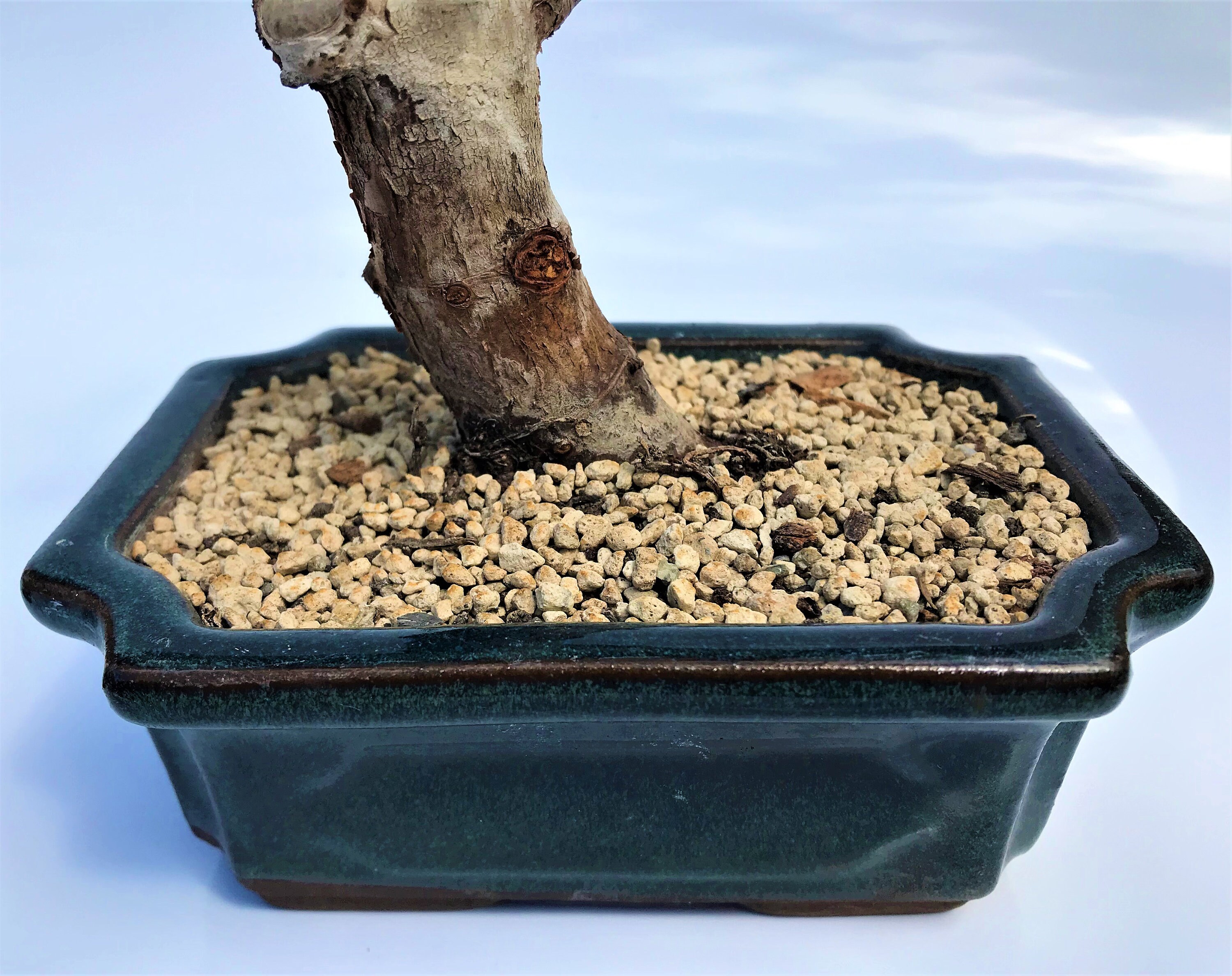 Premium Organic Pumice Bonsai Tree Potting Soil Mix Etsy