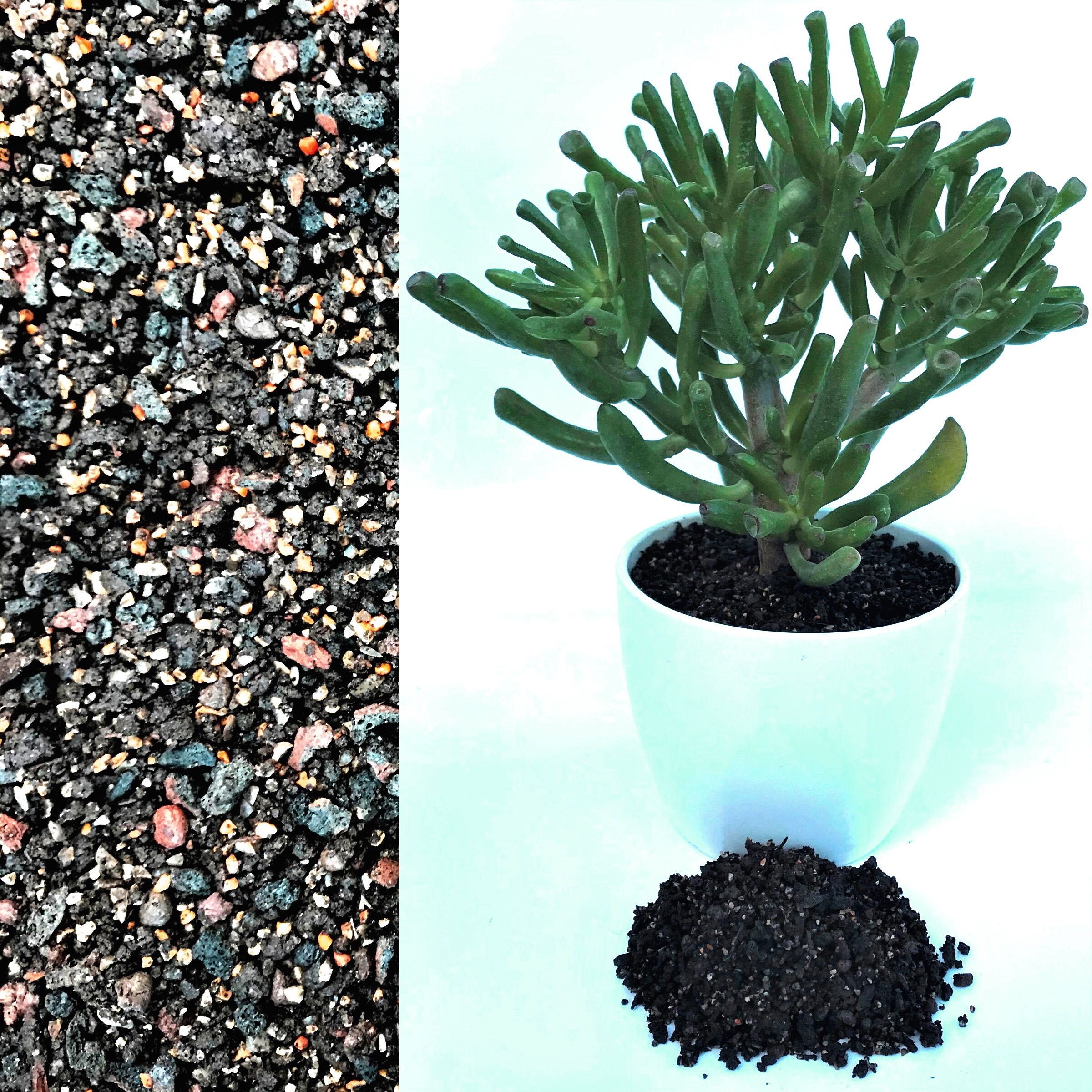 Organic LecaLava & Grit Cactus and Succulent Potting Mix Etsy