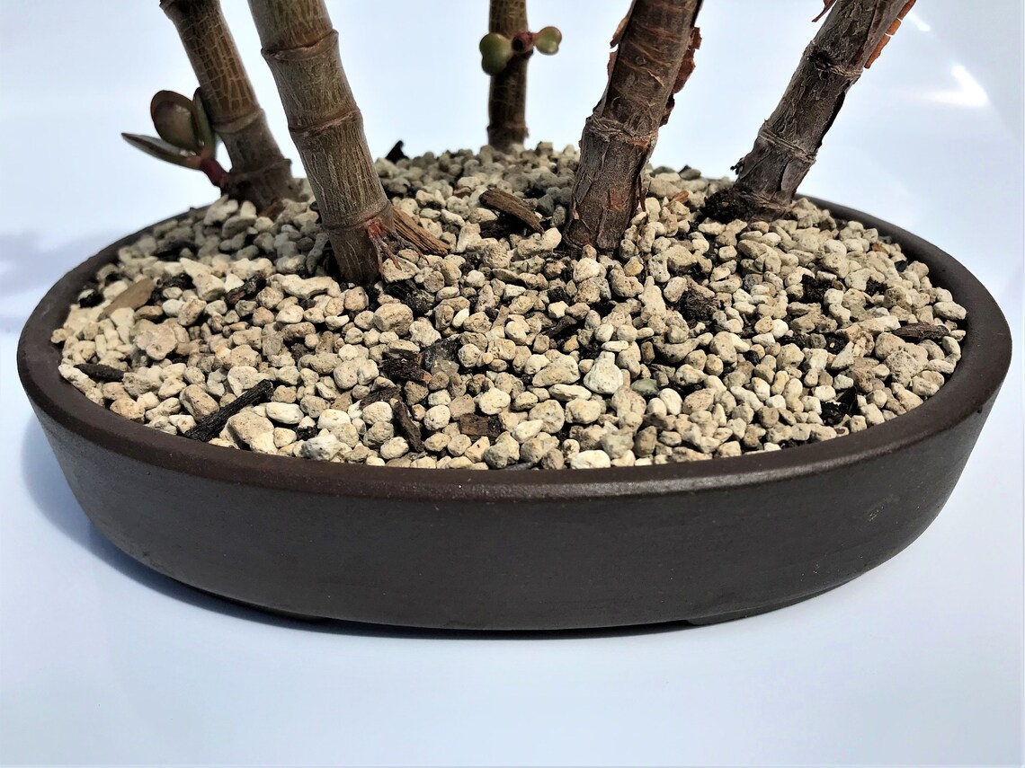 Premium Organic Pumice Bonsai Tree Potting Soil Mix Etsy