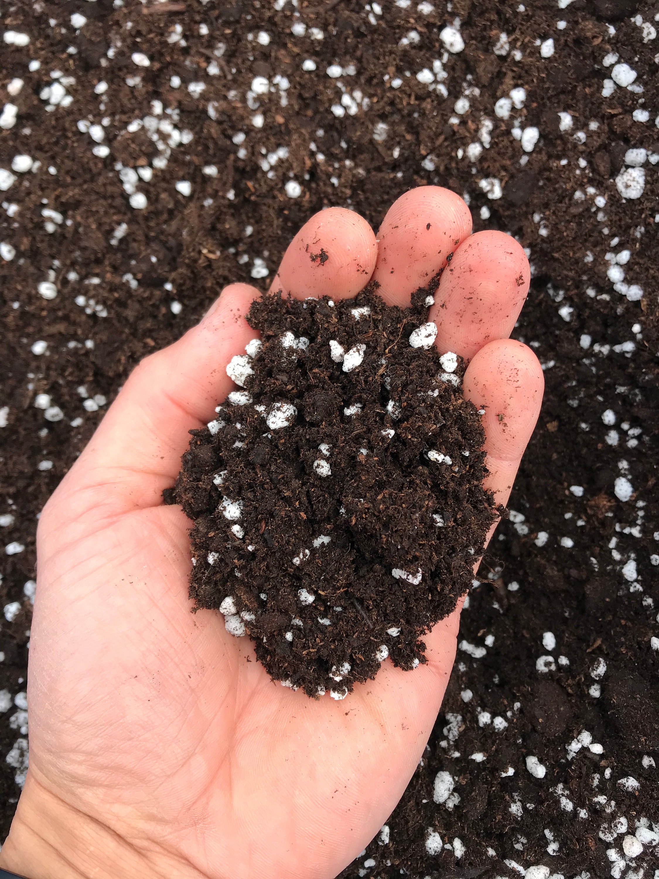 Premium Carnivorous Plant Soil Compost Perlite & Irish Moss Etsy UK