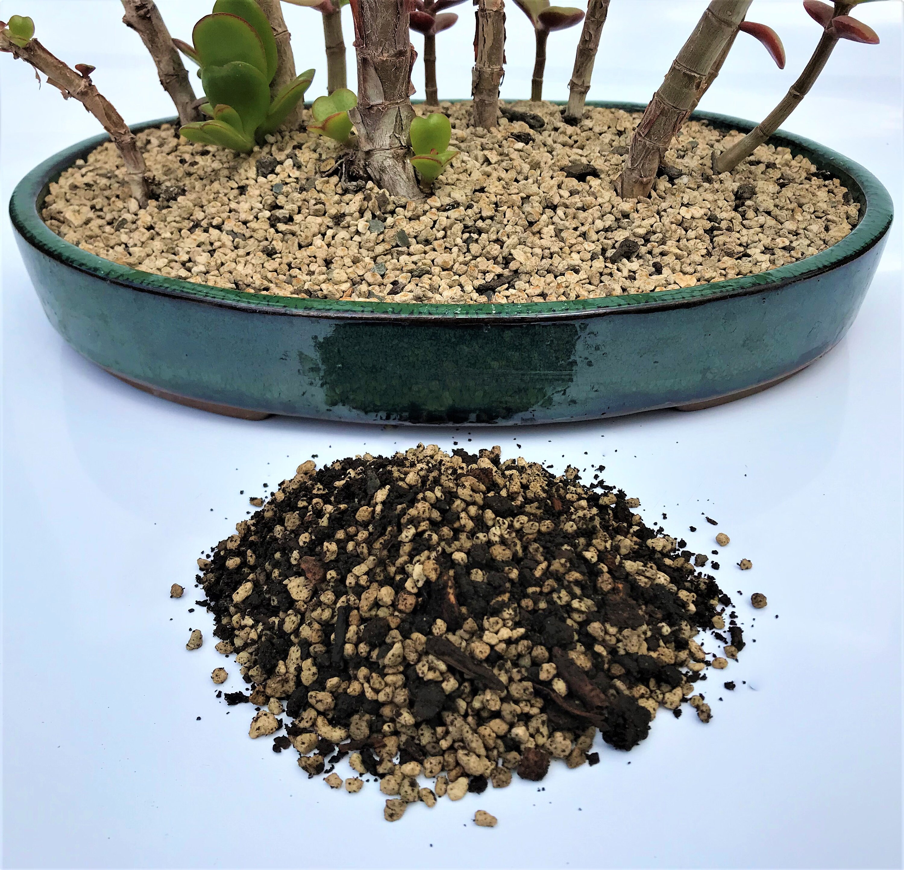 Premium Organic Pumice Bonsai Tree Potting Soil Mix Etsy
