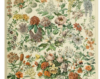 Adolphe Millot Blumen Druck - Vintage Illustration (Digitaler Download)