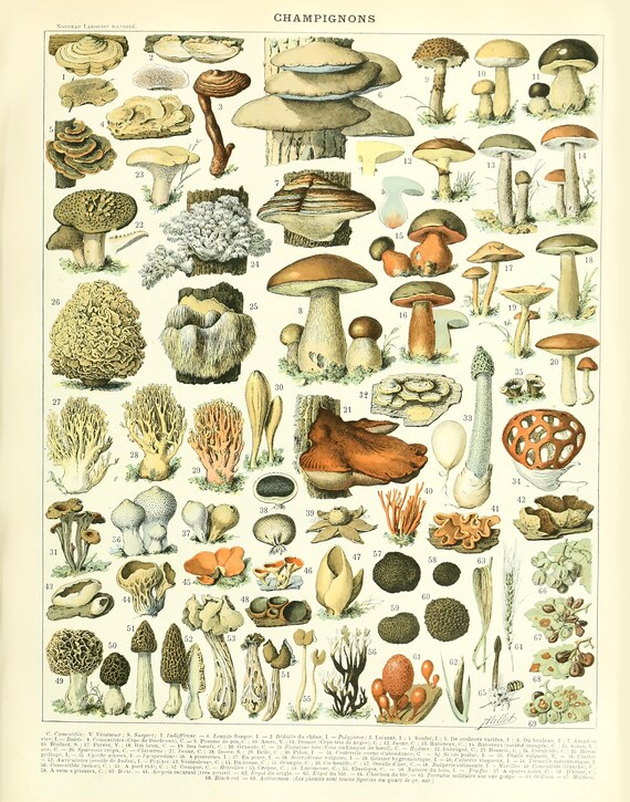 Scientific Mushroom Drawings