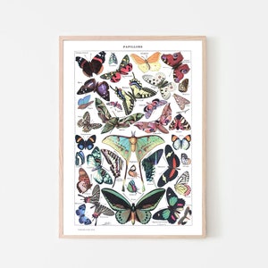 Vintage Schmetterling Druck - Adolphe Millot Poster Vintage Poster Büro Dekor botanische Illustration Schmetterling Poster Geschenk Idee Schmetterling Kunst