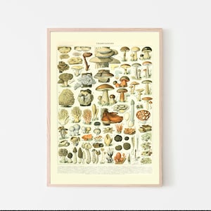 Vintage Botanical Print Instant Download Mushrooms Science 1909 - Kitchen Decor Botanical Art Larousse Prints Mushroom Poster Millot Poster
