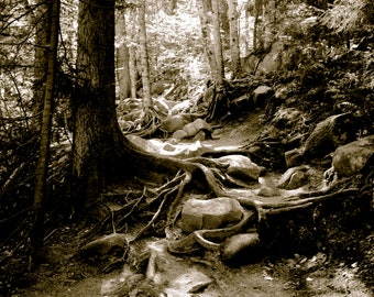 Digitaler Download der Fotografie, von mir selbst aufgenommenes Foto, Appalachian Trail-Foto, sofortiger Download der Datei, Druckfotos mindestens 50 x 30 cm