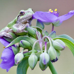 Photography digital download, photo taken by myself, green tree frog, immediate download of file, print photos a minimum of 20&quot;x30&quot;