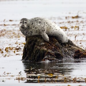 Photography digital download, original photo, harbor seal, immediate download of file, print photos a minimum of 20&quot;x30&quot;
