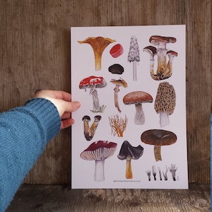 Fungi art print by Alice Draws The Line, featuring a range of mushroom / fungi illustrations. A4 print on recycled card. Fly agaric print.