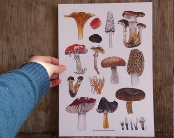 Fungi art print by Alice Draws The Line, featuring a range of mushroom / fungi illustrations. A4 print on recycled card. Fly agaric print.