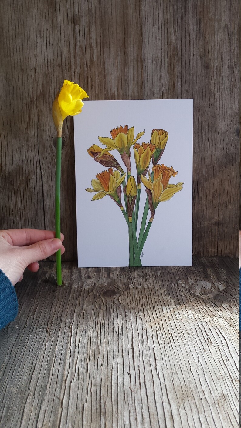 Daffodil Art Prints Featuring a Bouquet of Daffodils Etsy