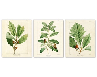 Garden Oak Tree Leaf Botanical Wall Art Set of 3 Prints, Small Chestnut Oak Swamp White Oak Live Oak