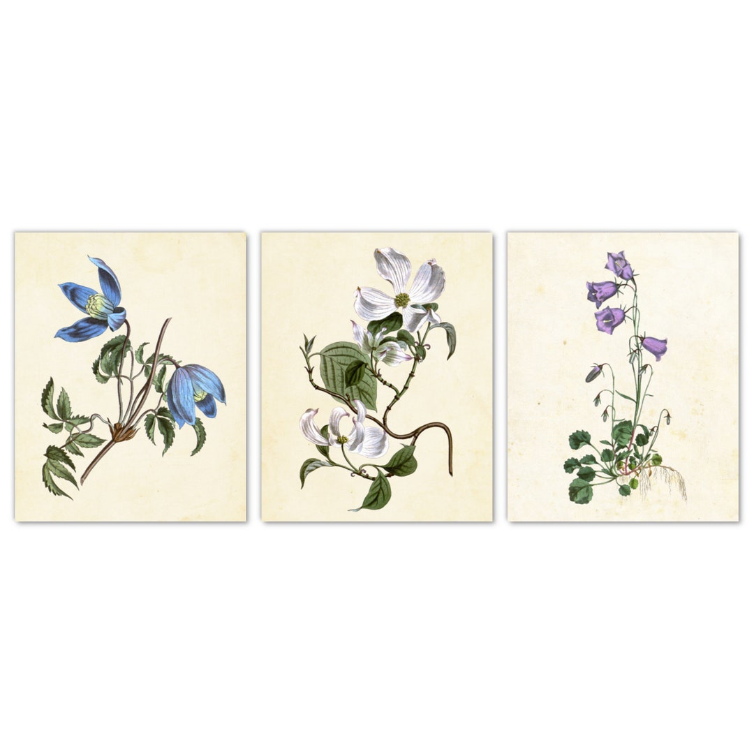 Garden Flowers Wall Art Set of 3 Prints 5x7, Bellflowers Flowering ...