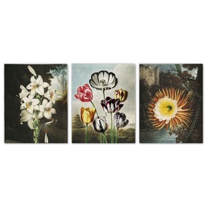 Botanical Wall Art Set of 3 Prints, White Lily Tulips Night Blooming Cereus Princess of Night Cacti Cactus