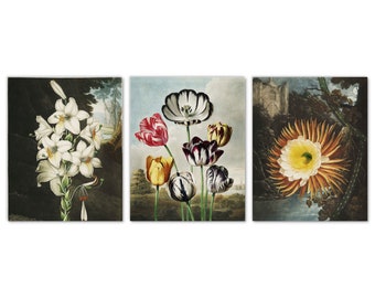 Botanical Wall Art Set of 3 Prints, White Lily Tulips Night Blooming Cereus Princess of Night Cacti Cactus