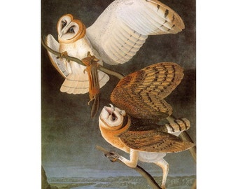 John J Audubon, Barn Owl FRIDGE MAGNET, Birds of America Common Barn Owl Mini Gift Refrigerator Magnet