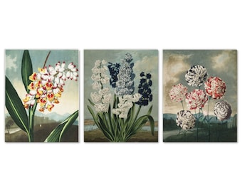 Botanical Wall Art Set of 3 Prints, Nodding Renealmia Hyacinth Carnation