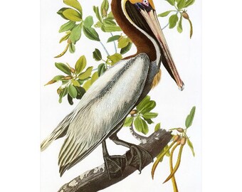 John J Audubon, Brown Pelican FRIDGE MAGNET, Birds of America Repro Pelecanus Occidentalis Mini Gift Refrigerator