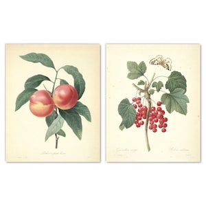 Juego de 2 láminas de arte mural con frutas de jardín francés, Pierre-Joseph Redouté, melocotones y grosellas rojas