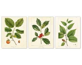 Garden Tree Leaf Botanical Wall Art Set of 3 Prints, Persimmon American Holly Black Birch