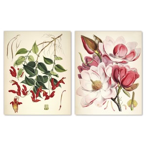 Vintage Botanical Wall Art Set of 2 Prints, Aeschynanthus Peelii Lipstick Plant Magnolia Campbellii