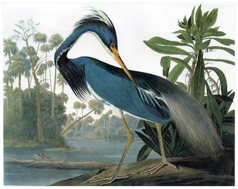 John J Audubon, Luisiana Heron IMÁN DE NEVERA, Birds of America Repro Mini Regalo Refrigerador