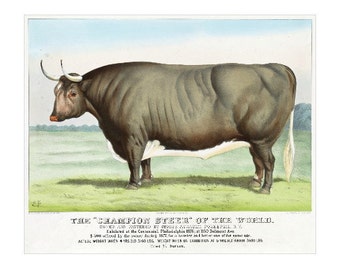 Champion Steer of the World FRIDGE MAGNET, 1877 Ad Advertising Poster Repro Currier & Ives Mini Gift Refrigerator Magnet